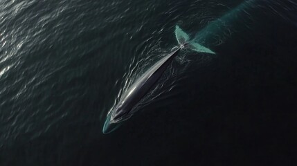 Whale swimming gracefully ocean depths aerial photography serene environment majestic viewpoint marine life exploration