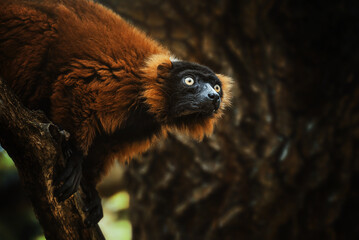 Black lemur young baby with mom (Eulemur macaco) 