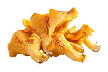 Close-up of Vibrant Orange Mushrooms . White background PNG