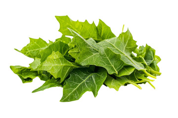Fresh Green Leaves - A Healthy and Vibrant Food . White background PNG