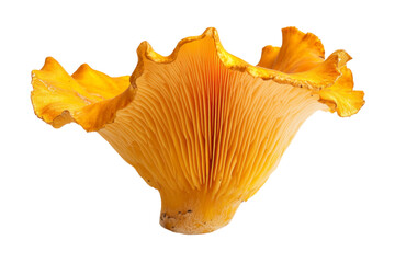 Close-up of a Vibrant Orange Mushroom . White background PNG