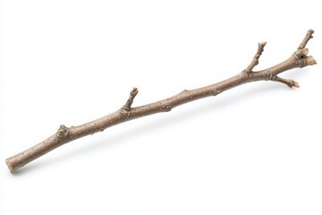 Fototapeta premium A smooth, slender branch with multiple small twigs extending from it, set against a clean white background, ideal for use in nature-themed designs or crafts