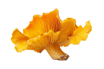 Close-up of a vibrant orange mushroom . White background PNG