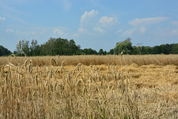 Feld, Ackerbau, Ernte, Horizont, Himmel, Natur, Landschaft