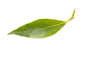 Fototapeta premium Close-up of a vibrant green leaf . White background PNG