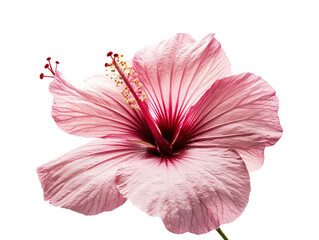 Vivid pink hibiscus flower in a close-up.  The petals and stamens are in sharp focus.