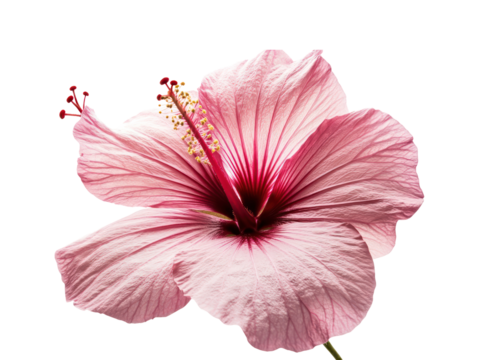 Vivid pink hibiscus flower in a close-up.  The petals and stamens are in sharp focus.