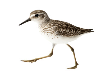 Obraz premium Detailed Portrait of a Beautiful Shorebird . White background PNG