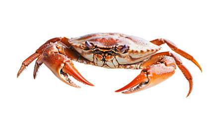 Vibrant Crab on White Background for Creative Designs and Projects