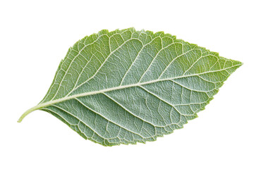 Obraz premium Close-up of a Vibrant Green Leaf . White background PNG