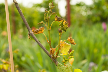 grape bud freeze damage