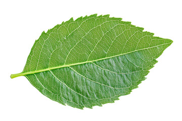 Closeup of a Vibrant Green Leaf . White background PNG