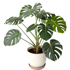 Monstera delicios plant in pot isolated on transparent background