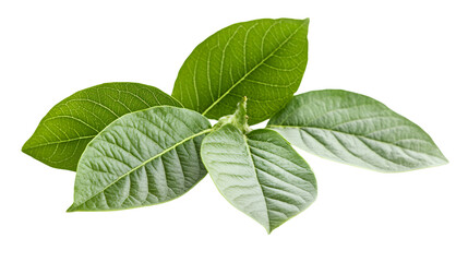 Fototapeta premium Fresh Green Guava Leaves Isolated on White Background for Herbal Products and Natural Remedies