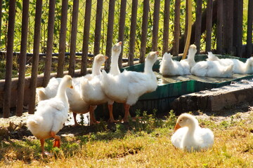 Tiere, Vogel, Zaun, Tränke, Wiese, Natur