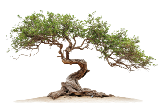 Ancient Majestic Tree in Nature's Embrace . White background PNG