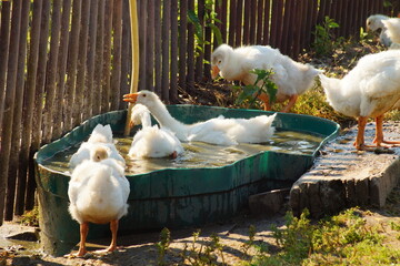 Tiere, Vogel, Zaun, Tränke, Wiese, Natur