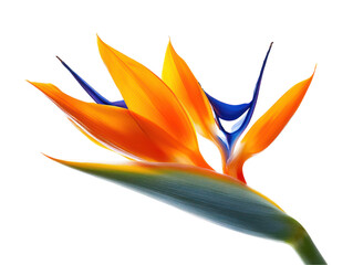 Striking close-up of a bird of paradise flower, showcasing its vibrant orange and blue petals against a dark background.  The flower's intricate details are prominently displayed.