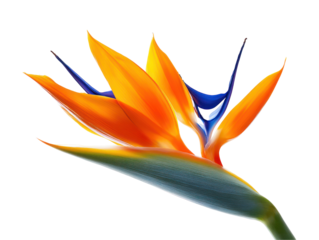 Striking close-up of a bird of paradise flower, showcasing its vibrant orange and blue petals against a dark background.  The flower's intricate details are prominently displayed.