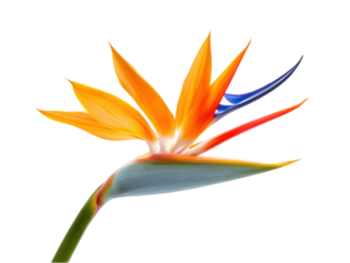 Detailed close-up view of a vividly colored bird of paradise flower set against a backdrop of abstract, colorful lines.
