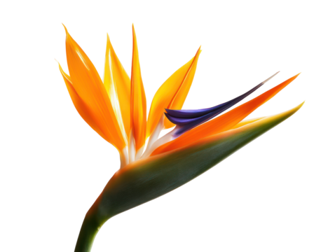 Striking close-up of a bird of paradise flower, featuring vibrant orange petals and dark accents, set against a backdrop of abstract geometric forms in varying colors.
