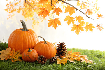 Autumn Harvest Scene with Pumpkins Pine Cones and Maple Leaves