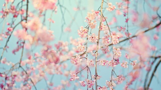 Closeup pink Sakura flowers cherry blossom in full bloom in spring, Sakura blossoming season in Japan, Beautiful nature spring background with a branch of blooming sakura