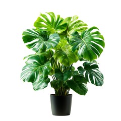 A vibrant Monstera Deliciosa plant, also known as a Swiss Cheese Plant, isolated on a clean white background