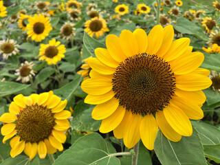Close-up of vibrant yellow sunflowers in full bloom with a field of sunflowers in the background. Bright and cheerful summer floral landscape.