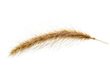 Obraz premium Close-up of a Wheat Ear . White background PNG