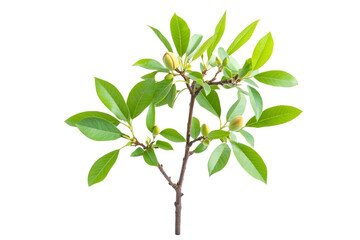 Fototapeta premium Delicate Branch with Fresh Green Leaves and Buds . White background PNG