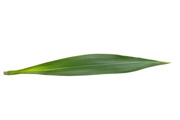 Close-up View of a Vibrant Green Leaf . White background PNG