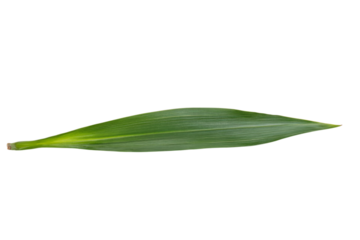 Close-up View of a Vibrant Green Leaf . White background PNG