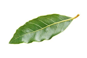 Obraz premium Close-up of a Vibrant Green Bay Leaf . White background PNG