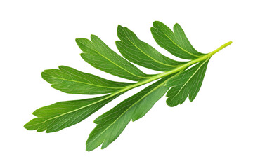 Obraz premium Closeup of a Vibrant Green Leaf . White background PNG