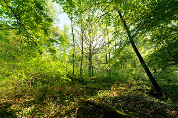 Rochefort forest in the  Upper Chevreuse Valley Regional Nature Park