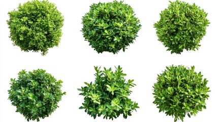 Set of evergreen garden bushes with soft, bushy green foliage on a white background.