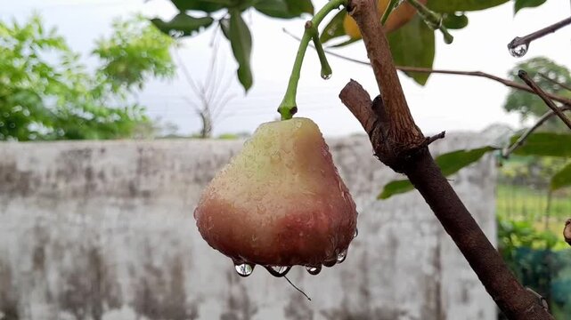 Java apple Fruit wet with dew. Khulna, Bangladesh. 28 April, 2025.