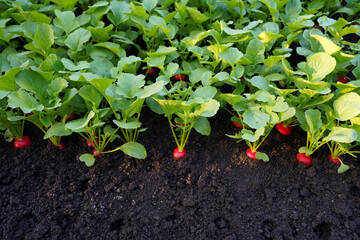 Young red radish growing in the row. Friendly seedlings and natural organic product.