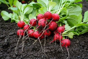 Bunch of freshly picked radishes with  green tops on soil. Organic farm harvest, agricultural products, natural red radish.  