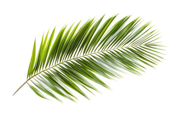 Obraz premium Stunning Palm Leaf Detail . White background PNG