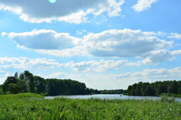 Natur, Schilf, Wald, See, Horizont, Himmel, Landschaft, Sommer