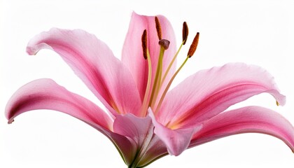 pink lily blossom isolated floral beauty