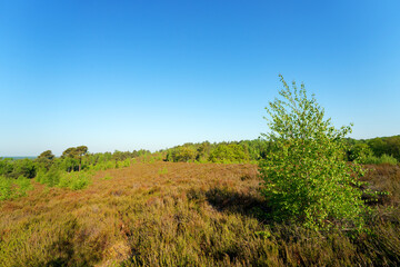Heather land in Rochefort forest. Upper Chevreuse Valley Regional Nature Park
