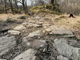 Stone Footpath Through Spring Forest in the English Lake District