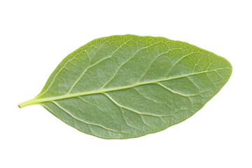 Obraz premium Closeup of a Vibrant Green Leaf . White background PNG