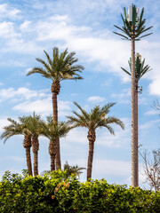 Artificial palm tree camouflage transmission tower among real palm trees in Marrakesh, Morocco, blending technology and nature, showcasing urban innovation, disguise and environmental design.