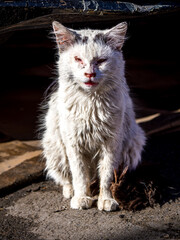 A dirty, injured stray cat with matted fur and visible wounds sits on a street in bright sunlight, evoking feelings of sadness, resilience and abandonment in the city environment of Marrakesh, Morocco