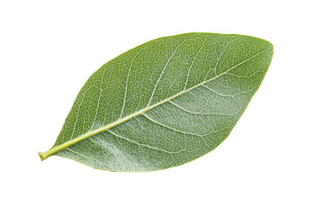 Obraz premium Closeup of a Vibrant Green Leaf . White background PNG