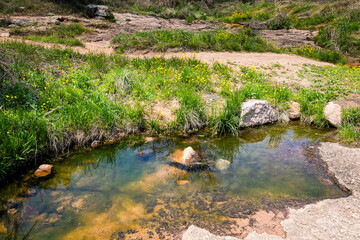 Clear creek water reflecting rocks and sky with grassy wildflowers along the bank, capturing a peaceful natural spring or stream scene.